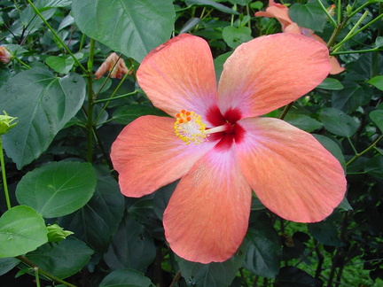 	Hibiscus	