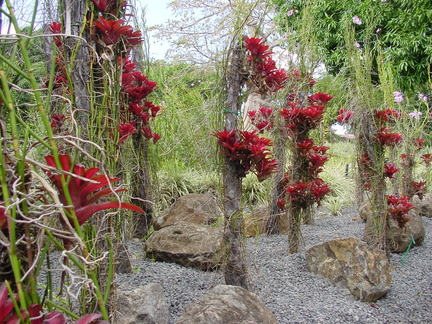 Bromeliacées