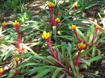 	Bromeliacées	