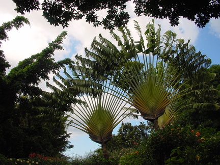 	Arbre du voyageur	