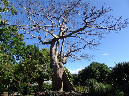 	Ceiba pentandra	