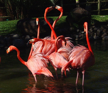 	Flamants rouges	