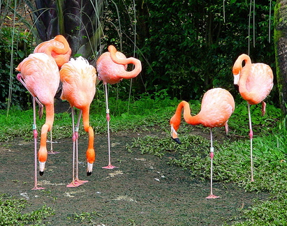 	Flamants rouges	