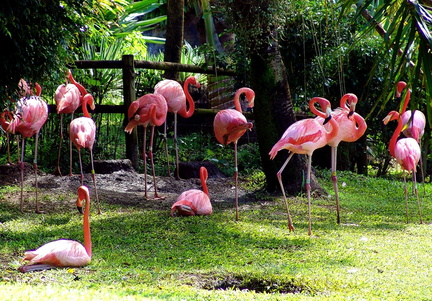 	Flamants rouges	