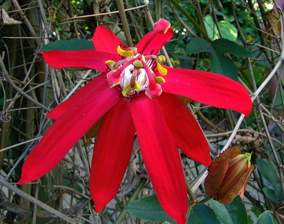 	Passiflora	