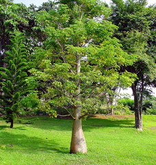 	Baobab	