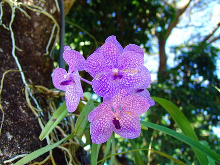 	Orchidée	