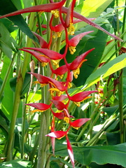 	Heliconia Collinsiana	