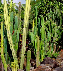 	Cactées	