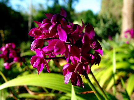 	Orchidée	