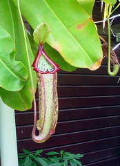 	Plante carnivore	