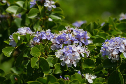 	Fleurs de Gaïac	