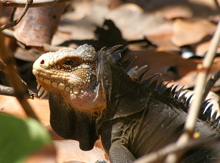 	Iguane	