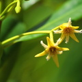 	Fleurs de palétuvier	