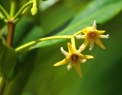 	Fleurs de palétuvier	