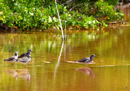 	Bécasseaux	