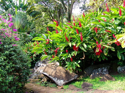 	Alpinia purpurata	