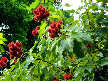 	Fruits du roucou	