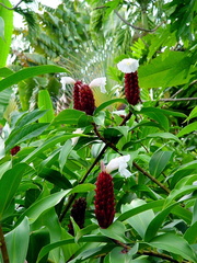 	Costus speciosus	